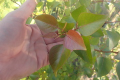 Populus yunnanensis