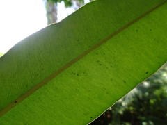 Calophyllum caledonicum