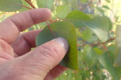 Populus yunnanensis