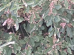 Brachylaena discolor