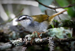 Myiothlypis leucophrys