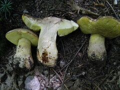 Butyriboletus subappendiculatus