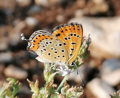 Lycaena thersamon