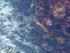 Cantherhines dumerilii