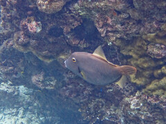 Cantherhines dumerilii