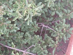 Ficus burkei