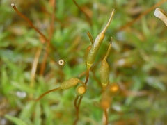 Bryoerythrophyllum recurvirostrum