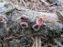 Panellus violaceofulvus
