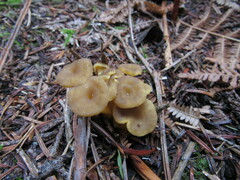 Craterellus lutescens