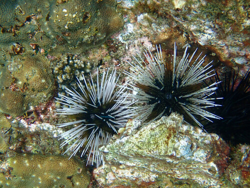Photo of Banded sea urchin (Echinothrix calamaris)