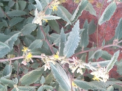 Grewia flavescens