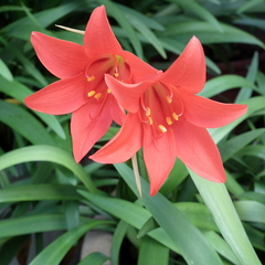 Cyrtanthus sanguineus