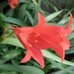 Cyrtanthus sanguineus