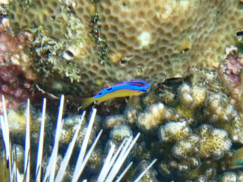 Blueribbon damsel (Chrysiptera brownriggii) — Pomacentridae — 4