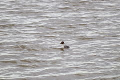 Podiceps occipitalis