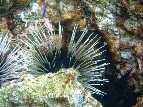 Photo of Banded sea urchin (Echinothrix calamaris)