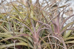 Aechmea recurvata