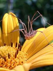 Phalangium opilio