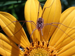 Phalangium opilio