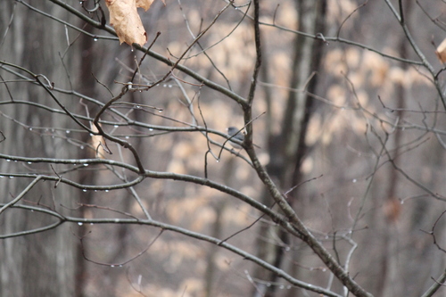 Dark-eyed Junco photographed in Virginia