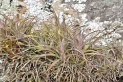 Aechmea recurvata