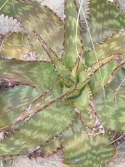 Aloe greatheadii davyana