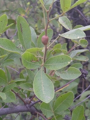 Searsia pyroides