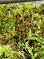 Syntrichia ruralis