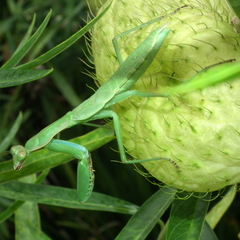 Polyspilota aeruginosa