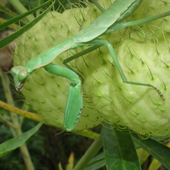 Polyspilota aeruginosa