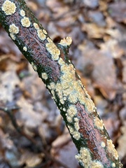 Peniophora incarnata