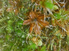 Syntrichia ruralis