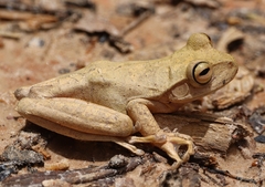 Bokermannohyla circumdata