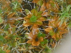 Syntrichia ruralis
