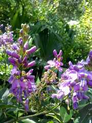 Lonchocarpus nitidus