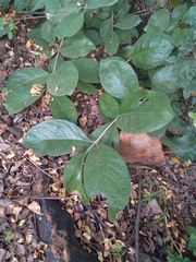 Philenoptera violacea