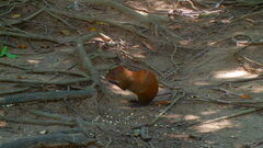 Dasyprocta ruatanica