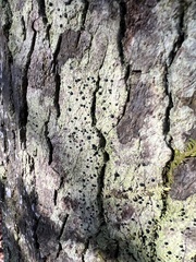 Bacidia schweinitzii