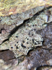 Bacidia schweinitzii