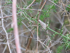 Nomophila noctuella