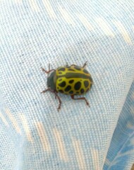 Calligrapha polyspila