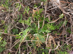 Vicia ludoviciana