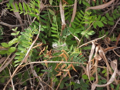 Vicia ludoviciana