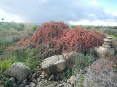 Ephedra foeminea