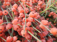 Ephedra foeminea