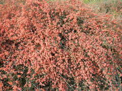 Ephedra foeminea