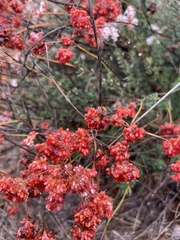 Eriogonum fasciculatum foliolosum