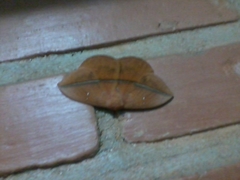 Lonomia obliqua