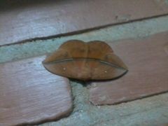 Lonomia obliqua