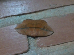 Lonomia obliqua